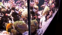 Jobby's ELOS Aquarium