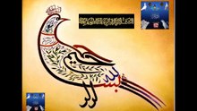 pakistani pigeons raja tasir 2011 & 2012