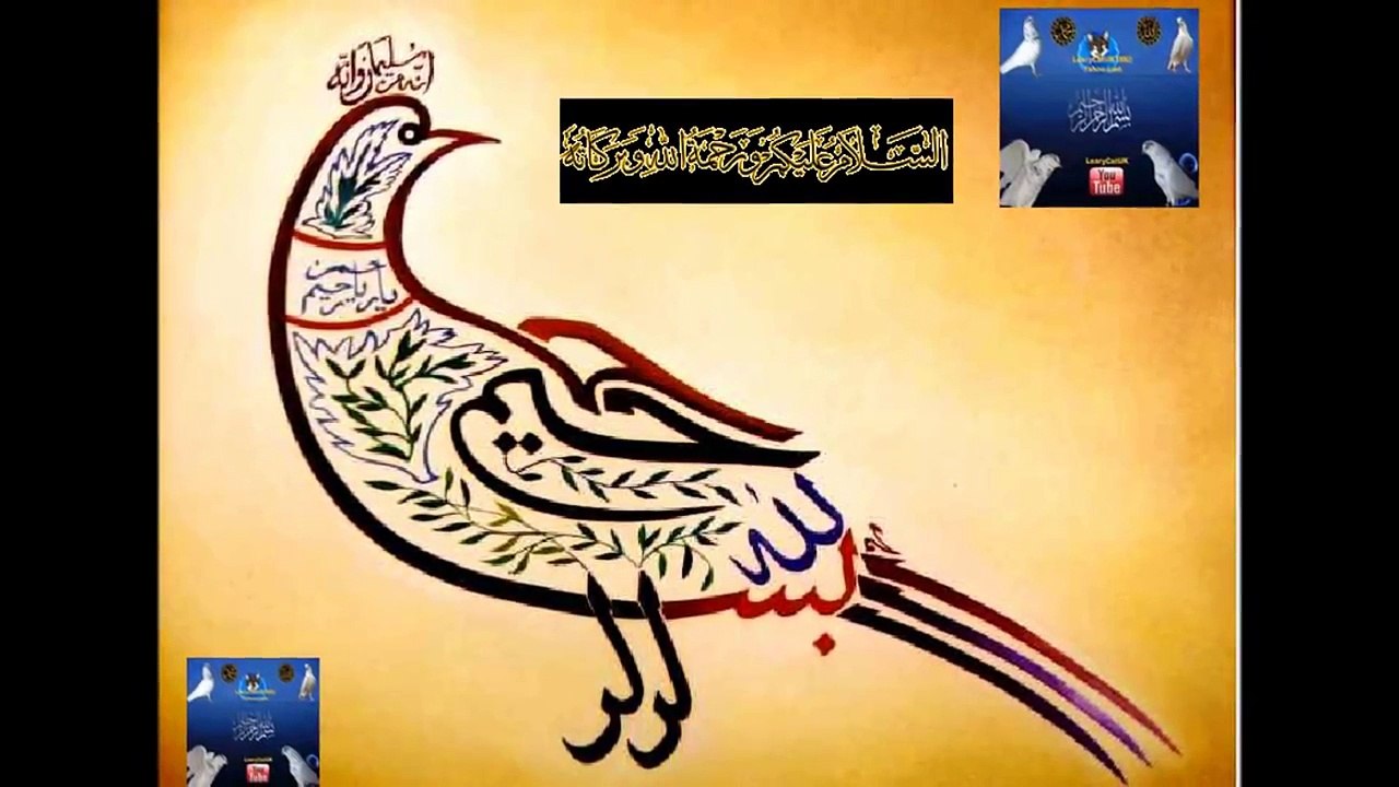 pakistani pigeons raja tasir 2011 & 2012