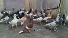 Pakistan Pigeon Breeds ( Fancy Pigeon )