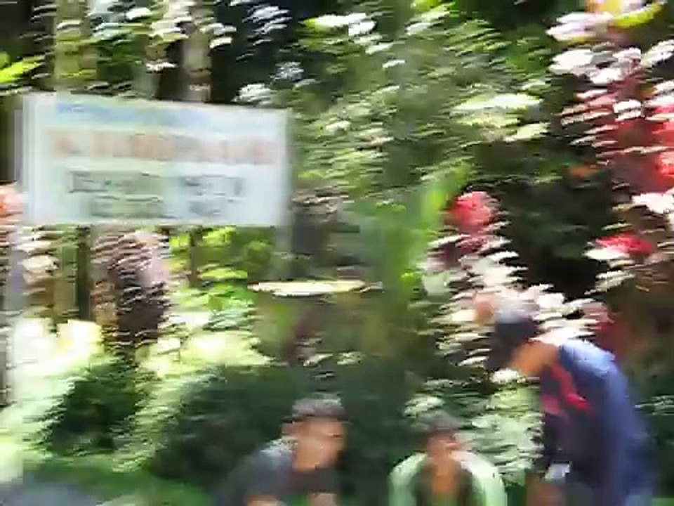 Training racing homer pigeon from Desa Batu Mbelin Kecamatan Sibolangit, Indonesia