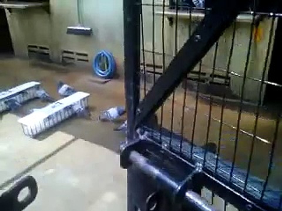 Breeding Loft Ache   Indonesia