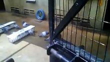Breeding Loft Ache   Indonesia