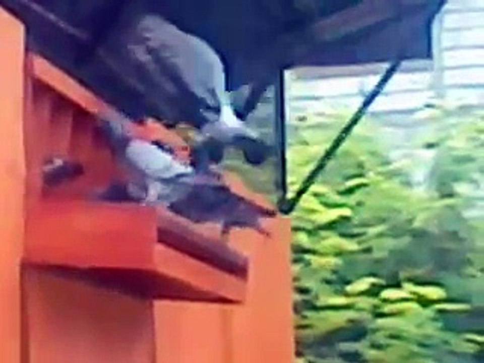 One Loft Race BRPC ( Batavia Racing Pigeon Club ) Indonesia