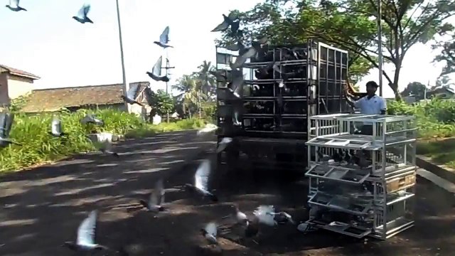 Racing pigeon - First training 1km ( Kandang Nasional One loft race - Indonesia )
