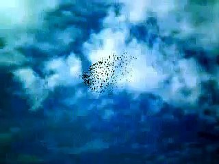 Racing Pigeon ORL Kandang Nasional 2012 - first 1KM (on the sky)