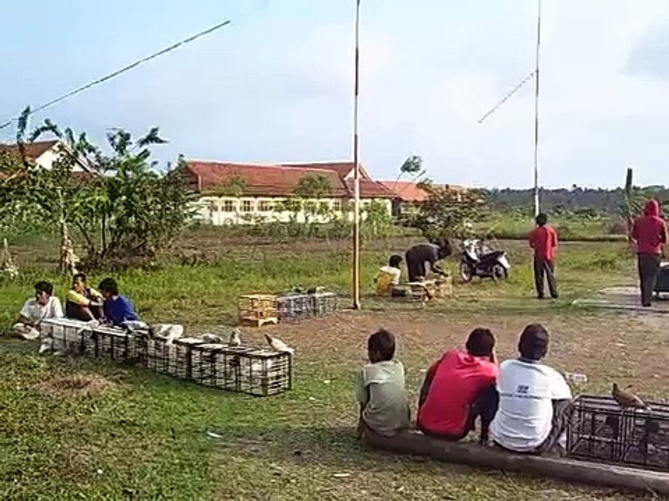Indonesian Highflyer Pigeon