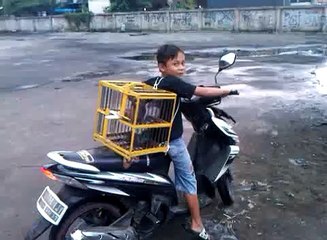 Persiapan "JFF Pigeons Tounament" | Indonesia Merpati.Org