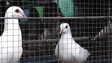Two White Pigeons In Cage Pramuka Animal Market Indonesia