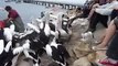 Hilarious pelican feeding eating loads of fish - stuck in throat!