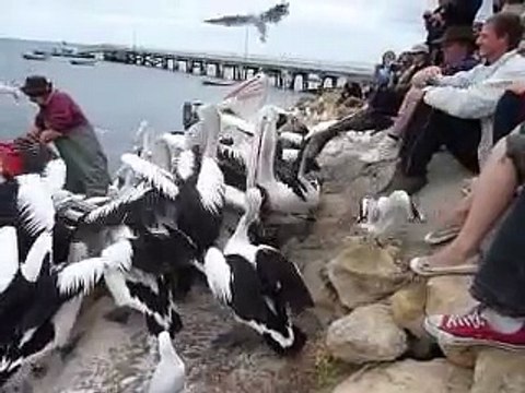 Hilarious pelican feeding eating loads of fish - stuck in throat!