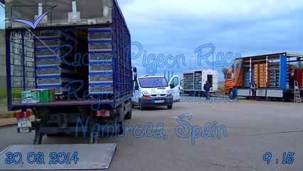 Racing Pigeon Race Regional Andalusia Nambroca, Spain 2014