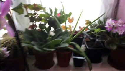 گلهای سبز - flower and plants