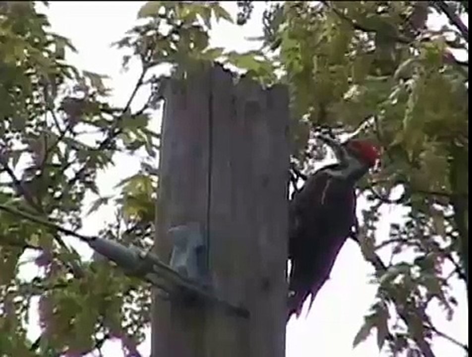Drumming Pileated Woodpecker