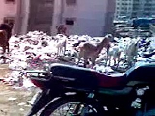 Meat Sucks (goats gorging on garbage)