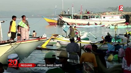 En Indonésie, la chasse aux requins est un business juteux