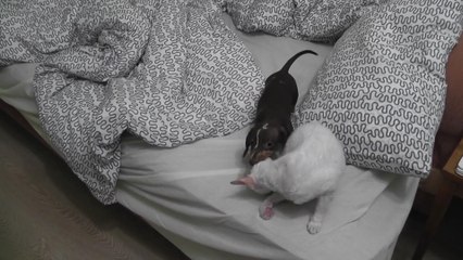 Движуха на кровати