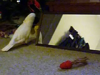 Charley amusing herself...