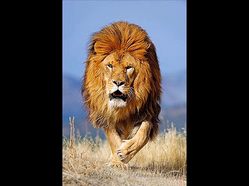 Tourist Killed in South Africa Lion Attack