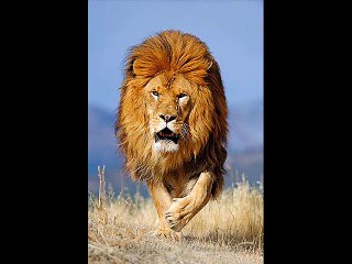 Tourist Killed in South Africa Lion Attack