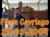 Vacche Rosse Baiocchi Cavriago 2009 - 1^ classificata cat. vacche in latte fino a 5 anni.