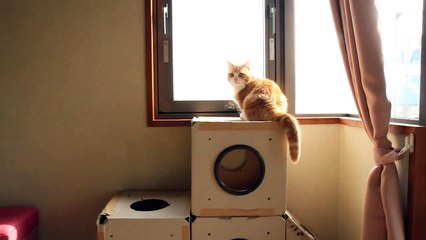 何もしてないのに猫にキレられた... / Cat Suddenly Get Angry(マンチカン菊之助)