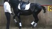 2010 JUSTO PIAFFER (dressage chevaux ibériques)