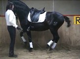 2010 JUSTO PIAFFER (dressage chevaux ibériques)