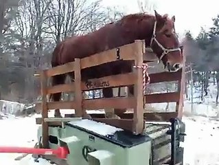 I think the horse needs ear phones and some tunes!