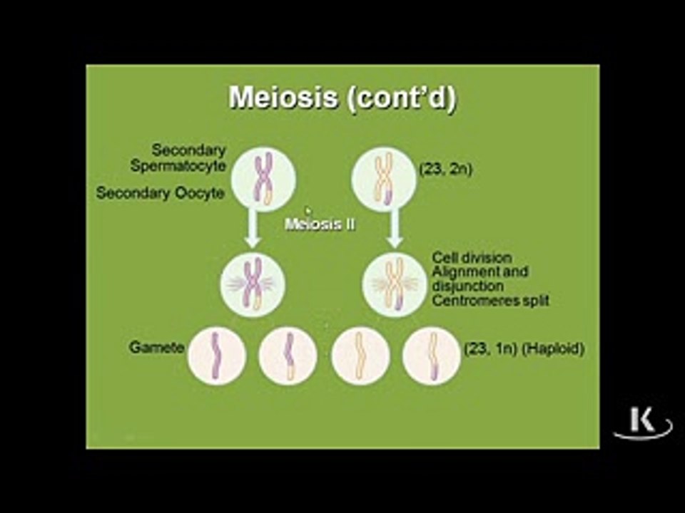 Spermatogenesis