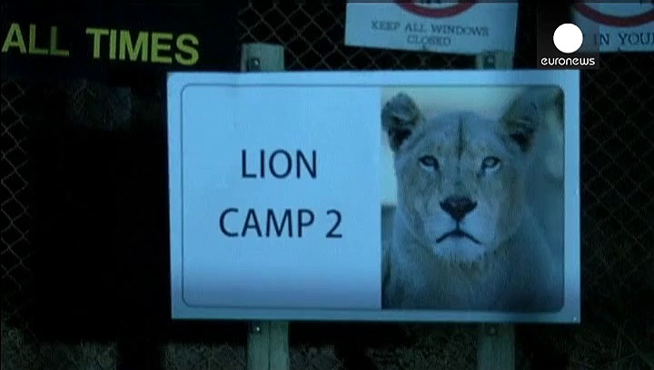 Video Sudafrica: leone uccide turista americana