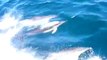 Golfinhos em Cascais - Barco Adamastor - Dolphins in Cascais