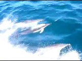 Golfinhos em Cascais - Barco Adamastor - Dolphins in Cascais