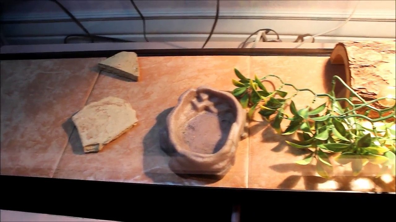 Using tile in reptile cages!