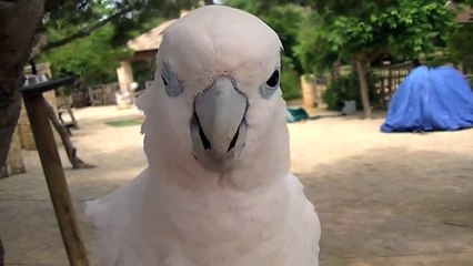 FUNNY ANIMALS - COCKATOO EATS CAMERA [ HD] # 1