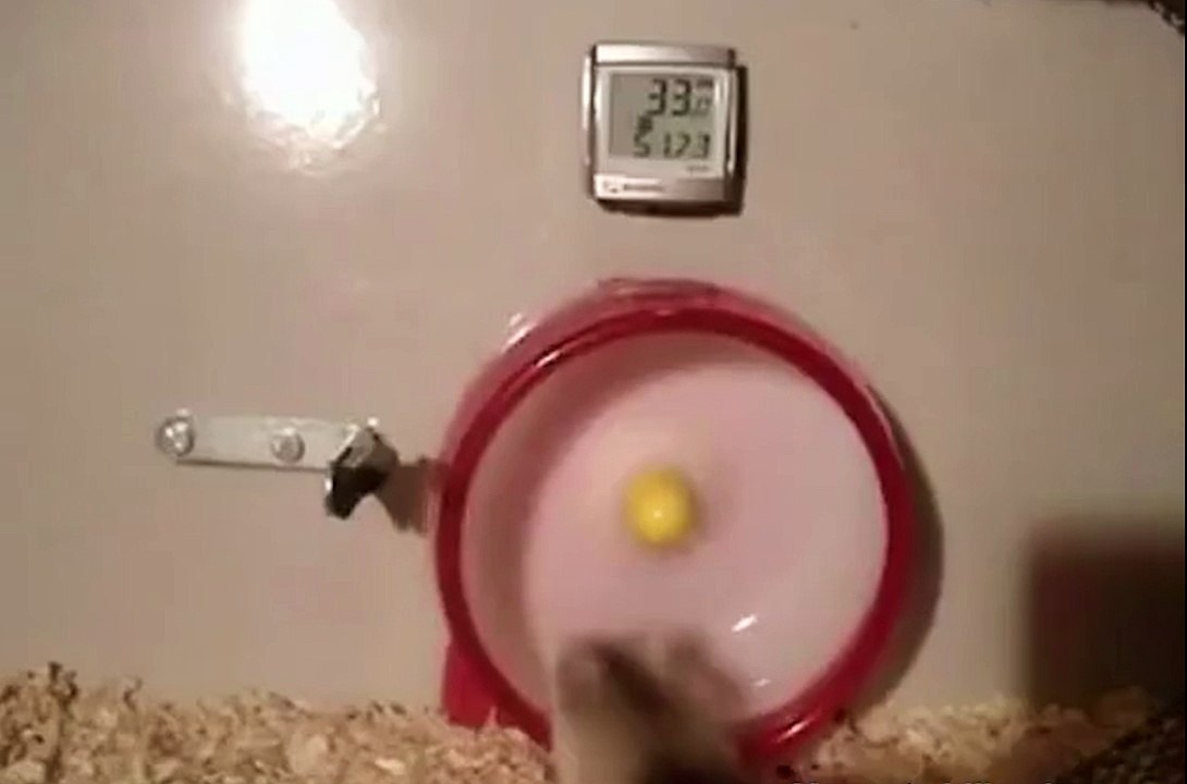 Record de vitesse pour un hamster !