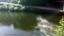Fan swims in the River Tone to fetch monster Chris Gayle shot