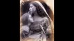 Julia Margaret Cameron - Pre-Raphaelite inflected Photographer