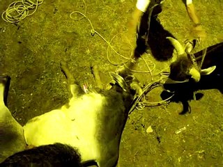 Toros Coleados en las Fiesta del Elorza 2008