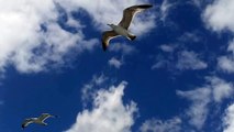 Flying Seagulls off Capri - Volo di Gabbiani vicino Capri