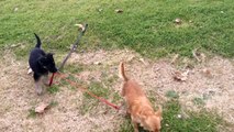 German Shepard puppy walking chihuahuas