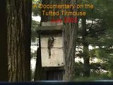 tufted titmouse documentary