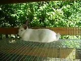 How To Raise Rabbits...  Video 2
