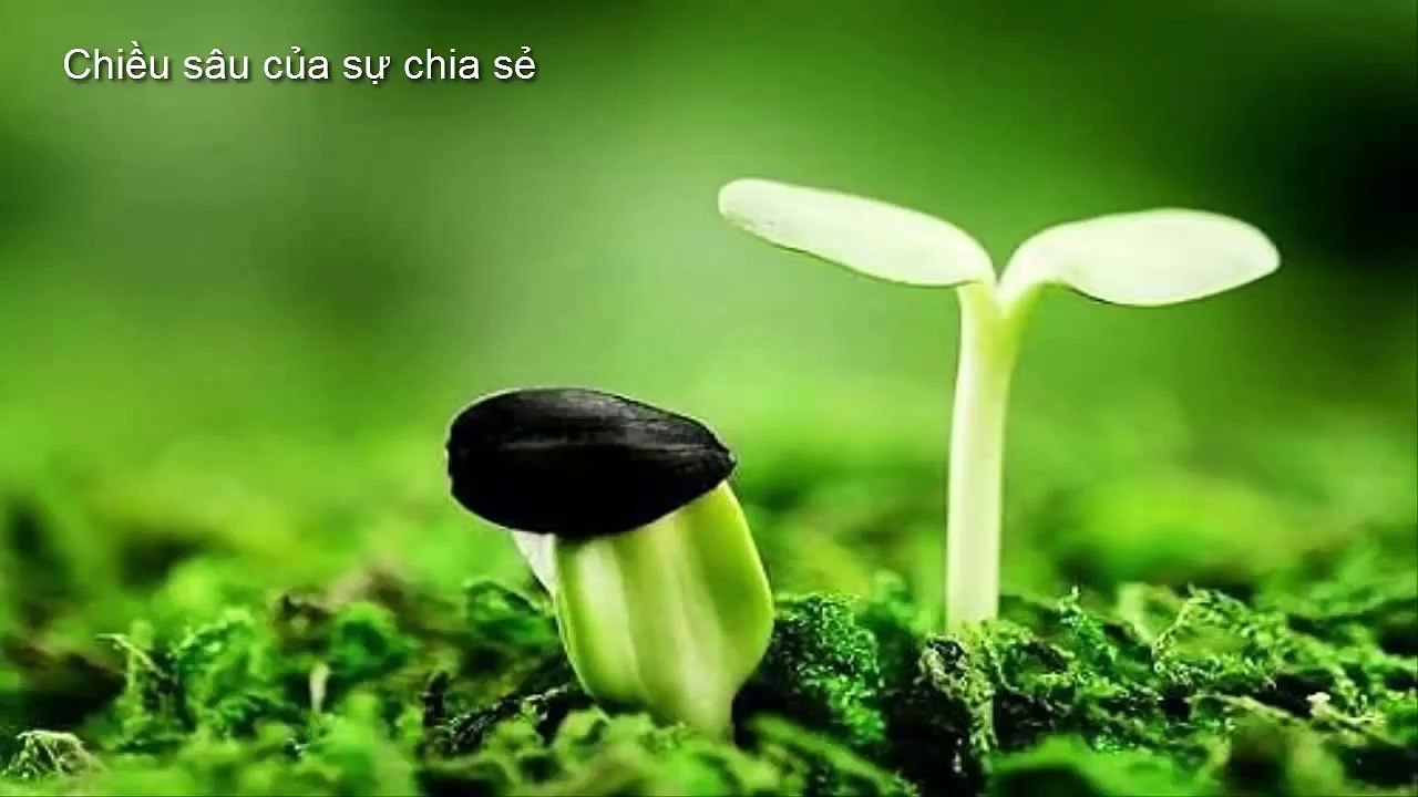Chiều Sâu Của Sự Chia Sẻ - Hạt Giống Tâm Hồn ✔
