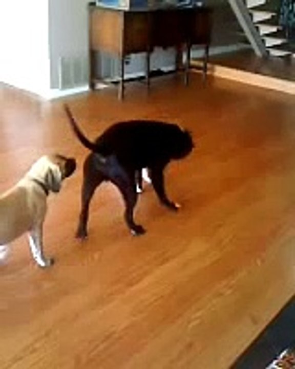 Frenchie vs Pitbull