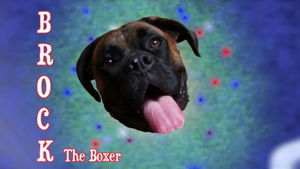 Brock the Boxer Dog : SNOWBALLS + FACE!!! SLOW MOTION!