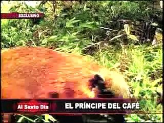 El príncipe del café: un raro y apreciado producto peruano