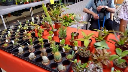 Couleurs cactus 2015 à Egliseneuve près Billom