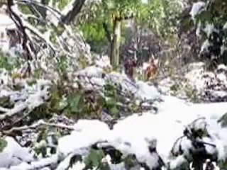WNY Fall Snow Storm Slideshow