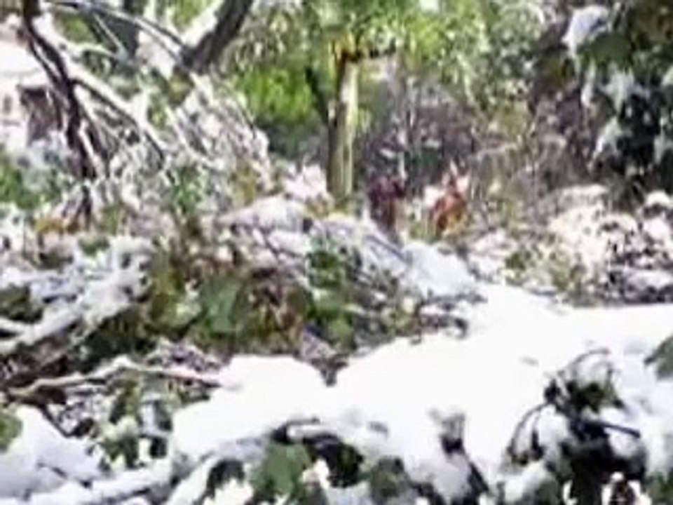 WNY Fall Snow Storm Slideshow